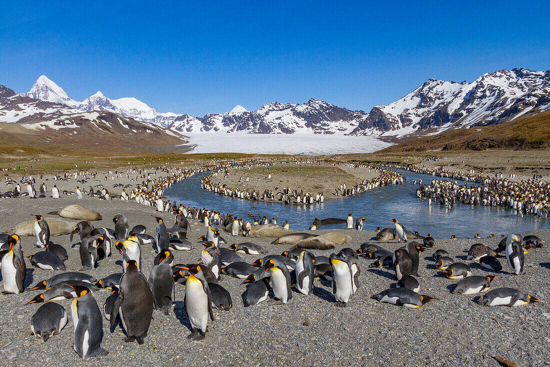 King penguin (Aptenodytes patagonicus) breeding and nesting colony on South Georgia Island, Southern Ocean, Polar Regions