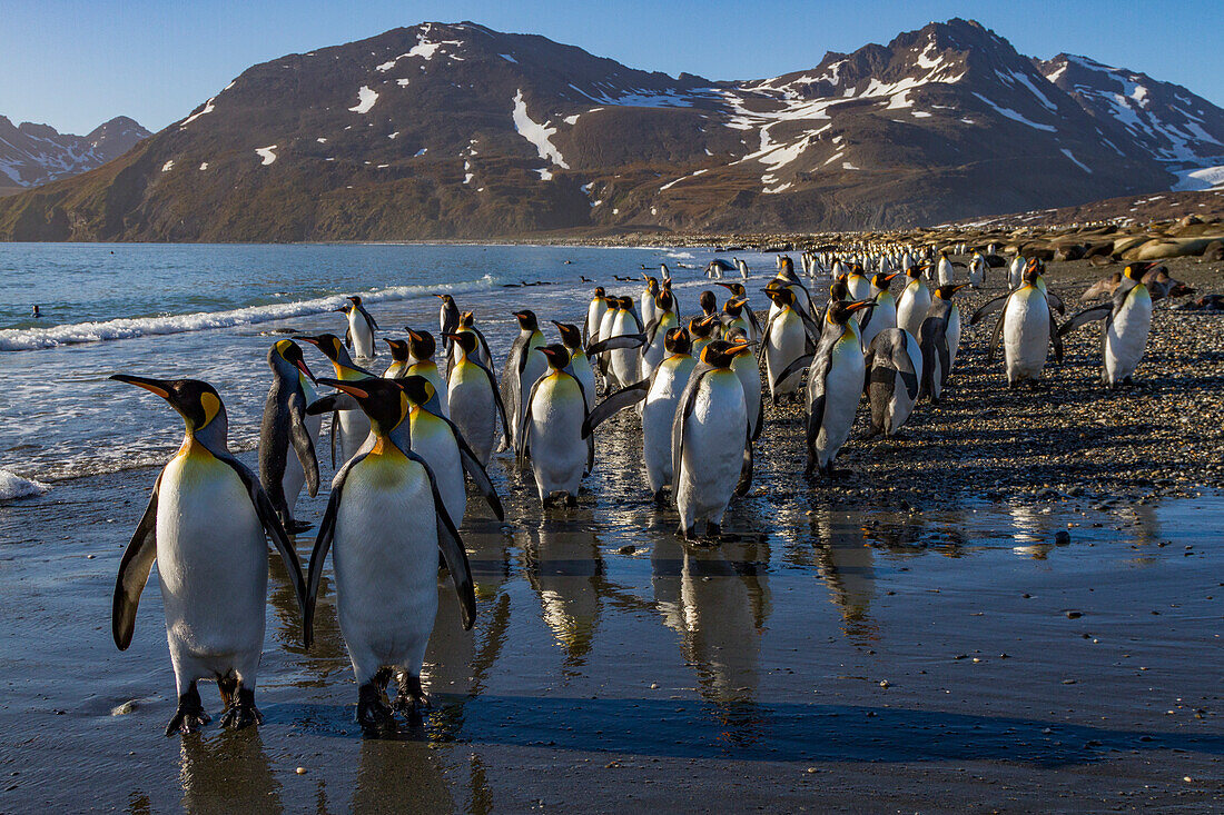 Königspinguin (Aptenodytes patagonicus) Brut- und Nistkolonie auf der Insel Südgeorgien,Südlicher Ozean,Polargebiete