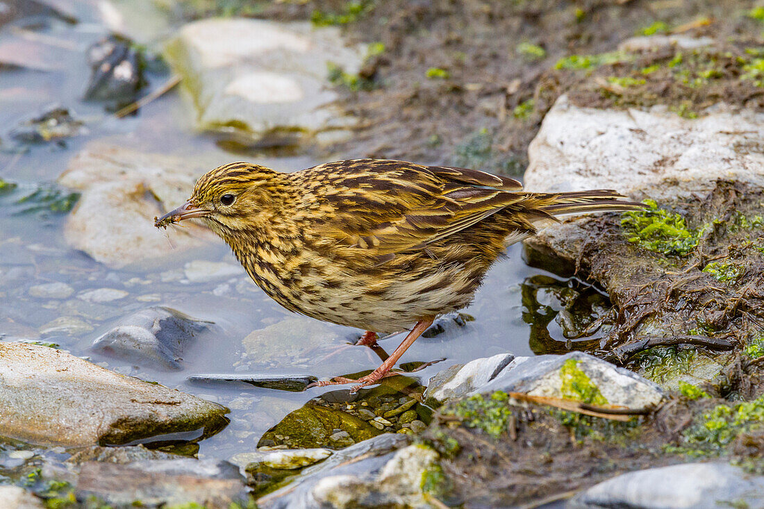 Adult South Georgia pipit (Anthus antarcticus) feeding at low tide on Prion Island, Bay of Isles, South Georgia, Polar Regions