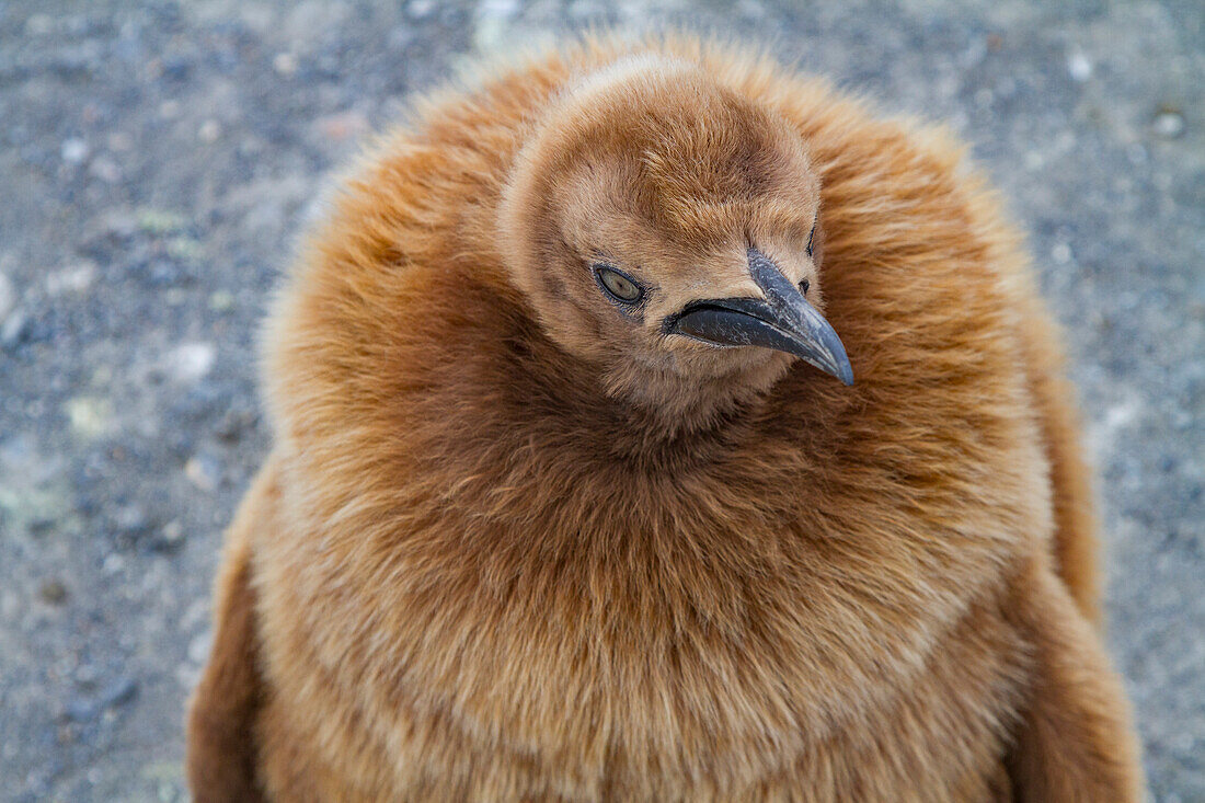 Königspinguin (Aptenodytes patagonicus) im Flaumgefieder (Okum-Jungen) auf der Insel Südgeorgien,Polargebiete