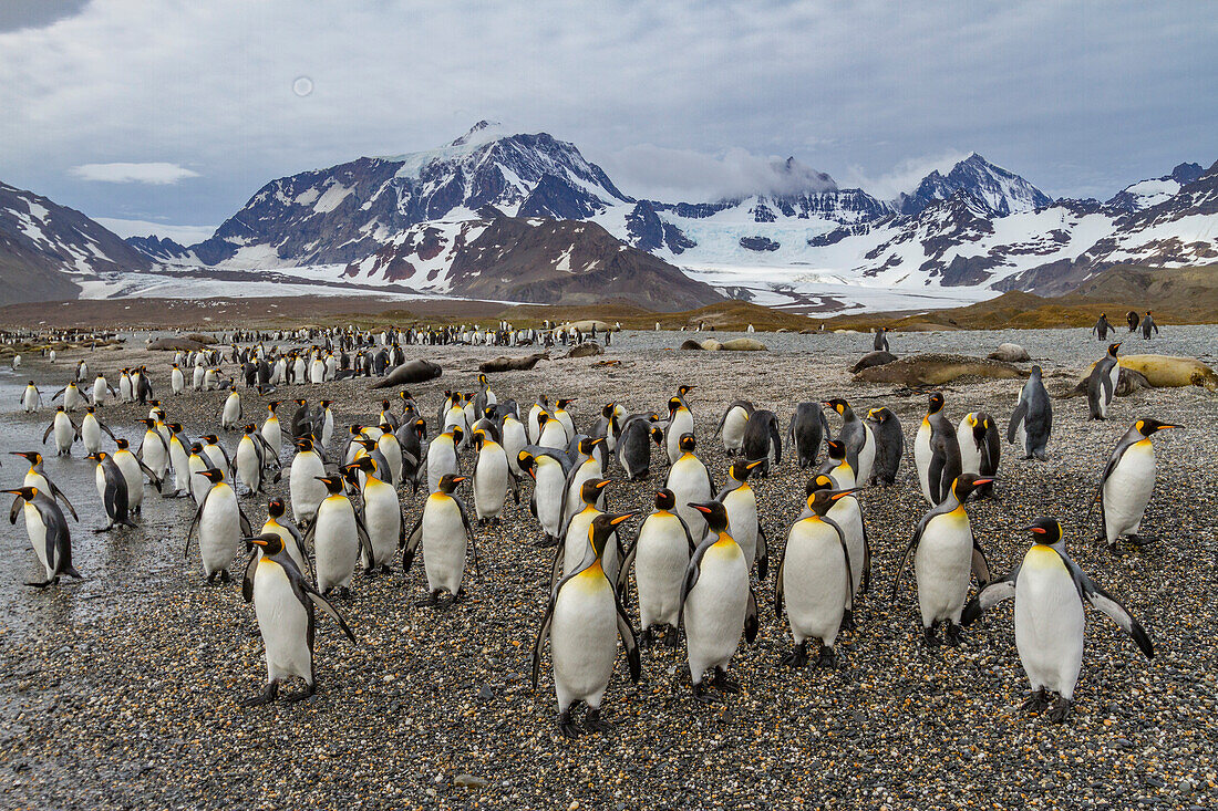 King penguin (Aptenodytes patagonicus) breeding and nesting colony on South Georgia Island, Southern Ocean, Polar Regions