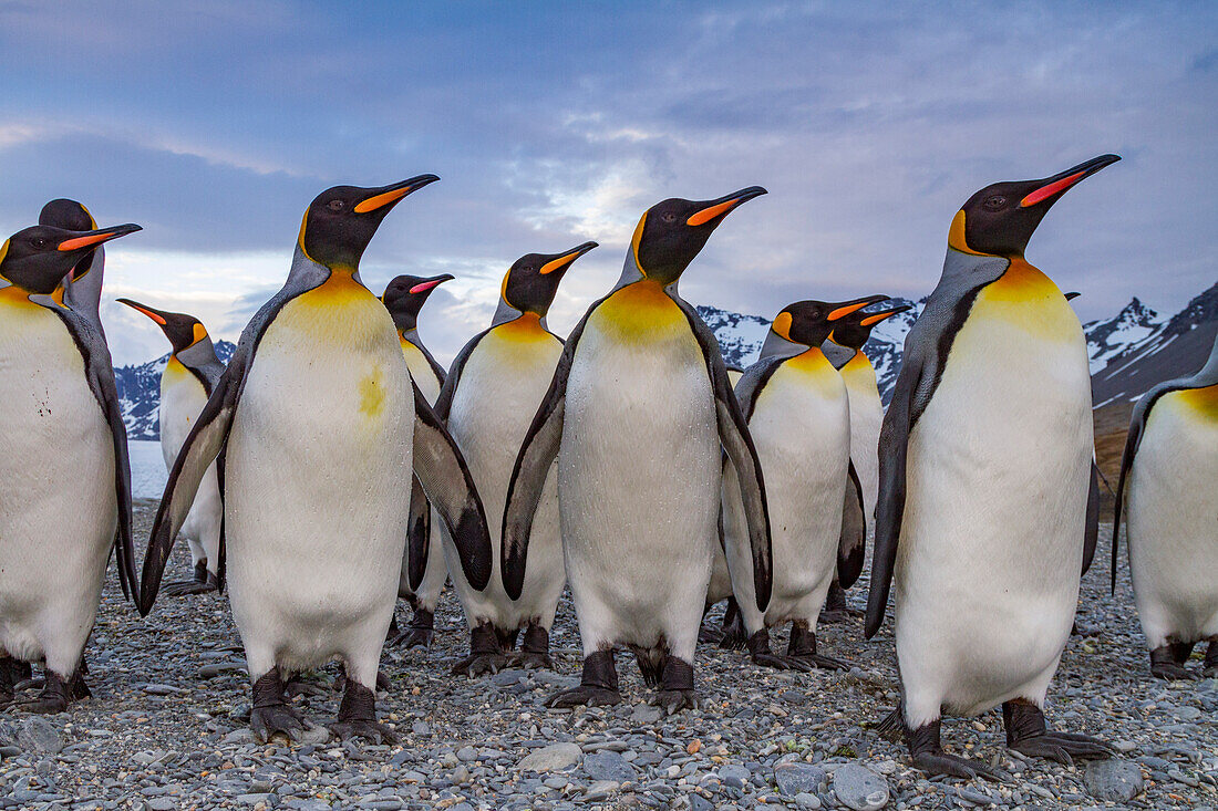 Königspinguin (Aptenodytes patagonicus) Brut- und Nistkolonie auf der Insel Südgeorgien,Südlicher Ozean,Polargebiete