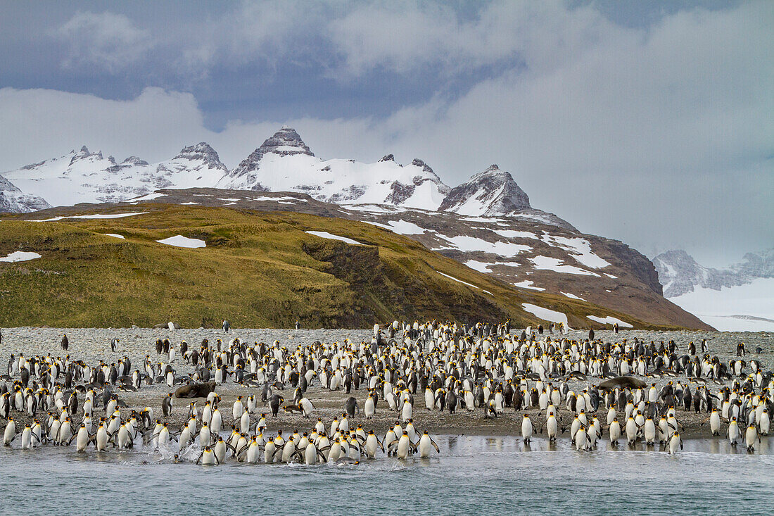 Königspinguin (Aptenodytes patagonicus) Brut- und Nistkolonie auf der Insel Südgeorgien,Südlicher Ozean,Polargebiete