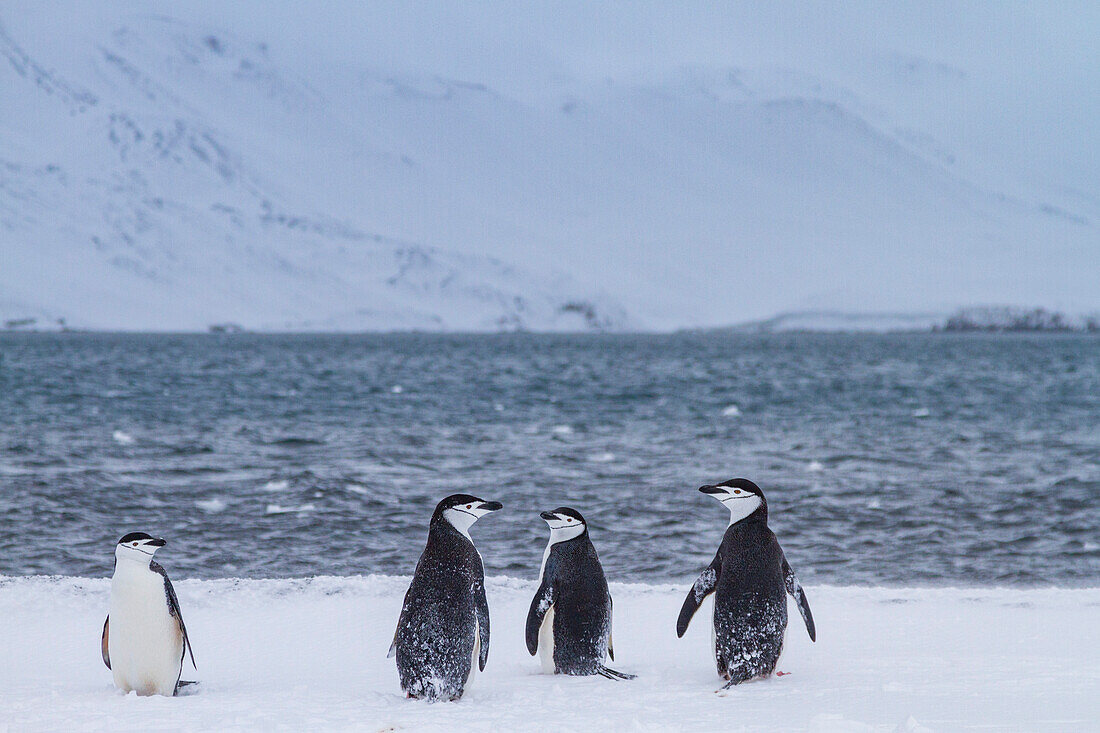 Zügelpinguine (Pygoscelis antarctica) an Land auf Useful Island,Antarktis,Polargebiete