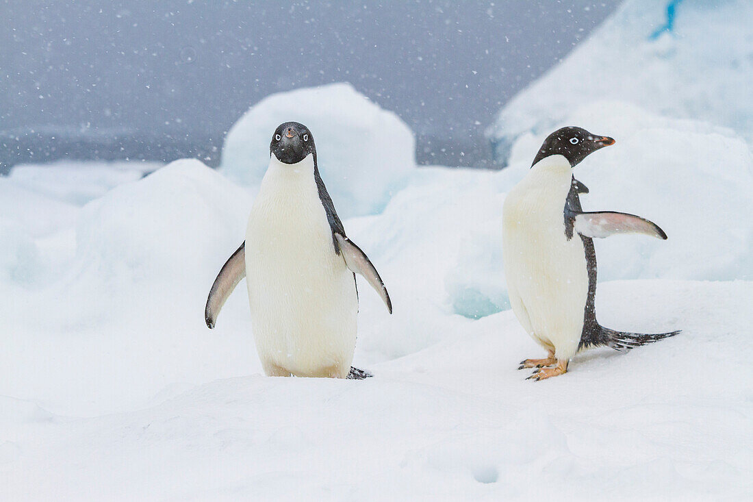 Adeliepinguin (Pygoscelis adeliae) im Schneesturm bei Brown Bluff auf der Antarktischen Halbinsel im Weddellmeer,Antarktis,Polargebiete