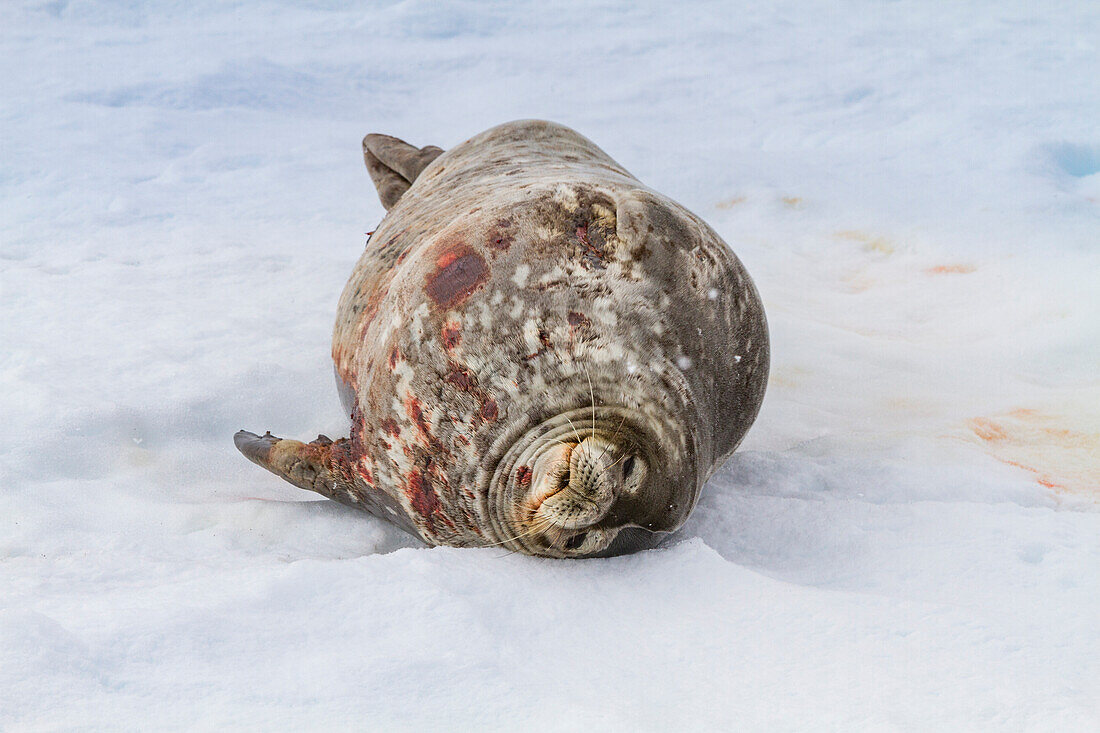 Adult bull Weddell seal (Leptonychotes weddellii) hauled out on ice near the Antarctic Peninsula, Antarctica, Polar Regions