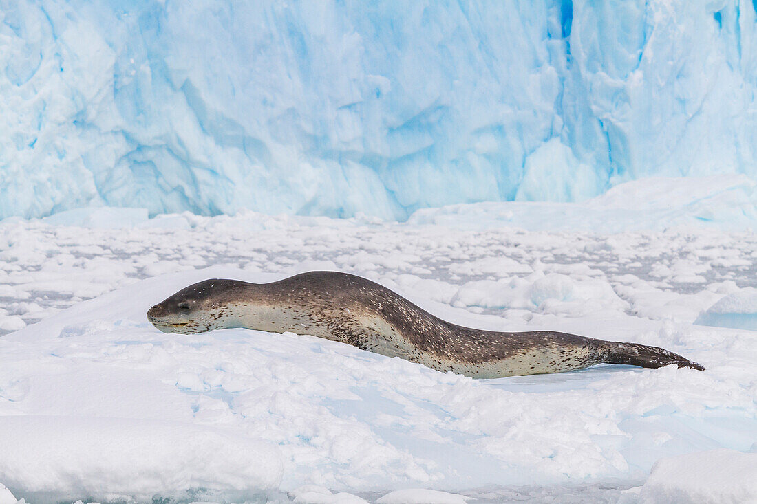 Ausgewachsenes Leopardenrobbenweibchen (Hydrurga leptonyx) auf einer Eisscholle in der Kayakbucht auf der Brabantinsel,Antarktis,Polargebiete