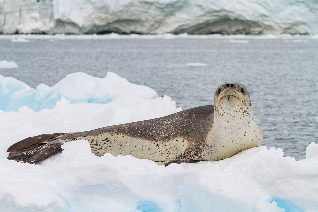 Adult female leopard seal (Hydrurga leptonyx) hauled out on an ice floe in Kayak Cove on Brabant Island, Antarctica, Polar Regions