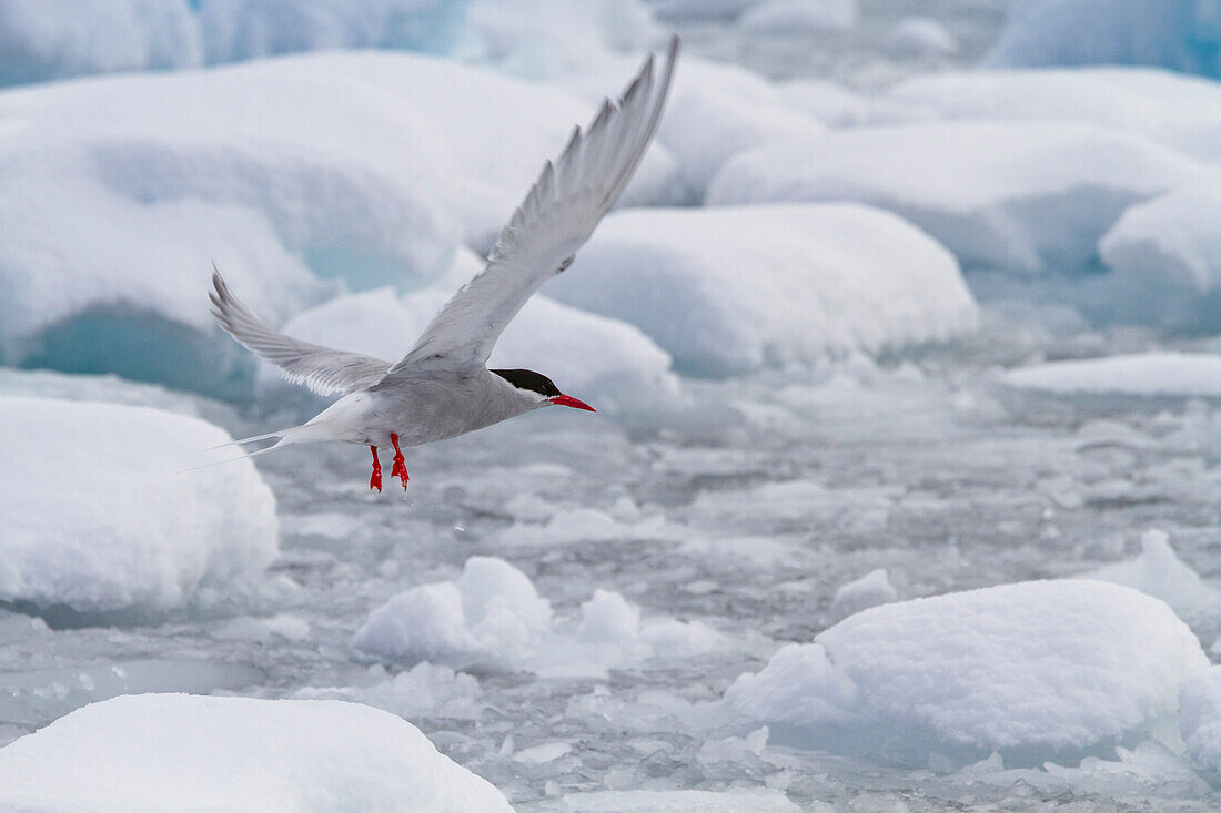 Antarctic tern (Sterna vittata) in brash ice near the Antarctic Peninsula, Antarctica, Southern Ocean, Polar Regions