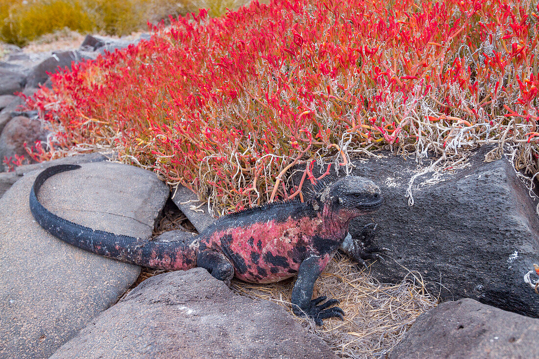 Der endemische Galapagos-Meeresleguan (Amblyrhynchus cristatus) auf der Insel Espanola auf den Galapagos-Inseln,UNESCO-Weltnaturerbe,Ecuador,Südamerika