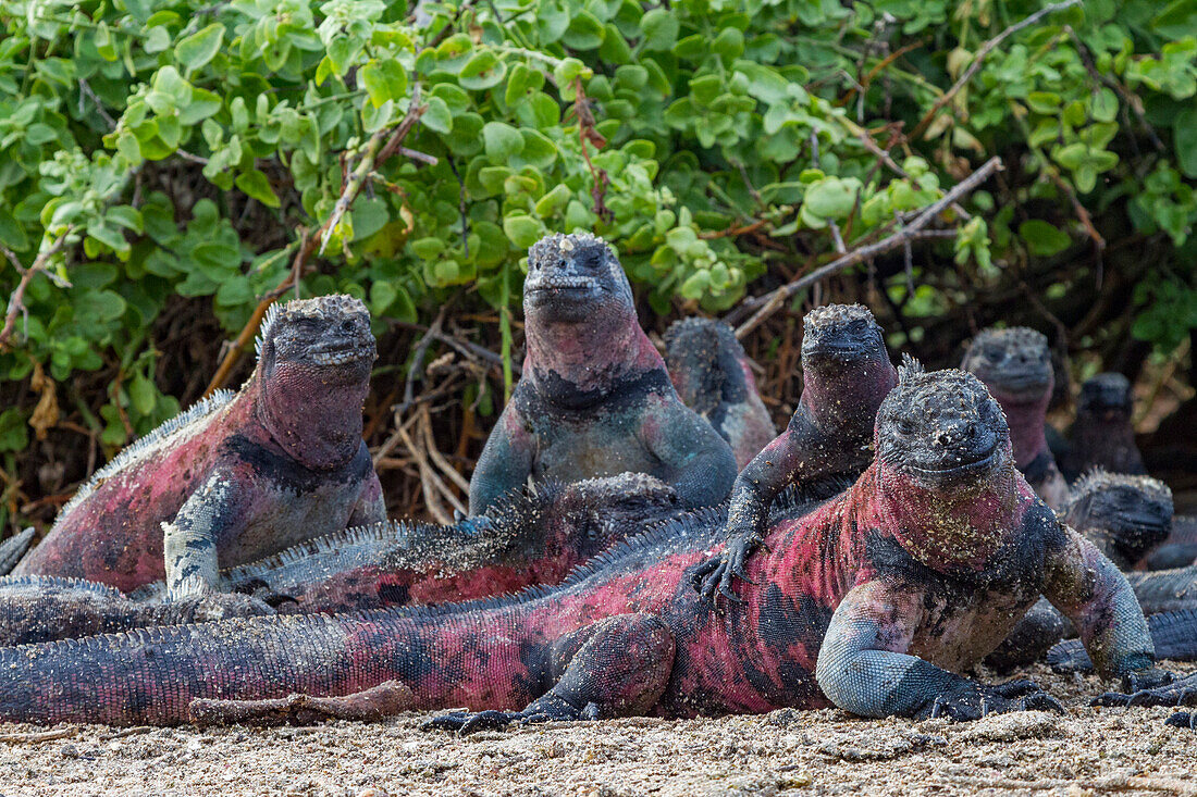 Der endemische Galapagos-Meeresleguan (Amblyrhynchus cristatus) auf der Insel Espanola auf den Galapagos-Inseln,UNESCO-Weltnaturerbe,Ecuador,Südamerika