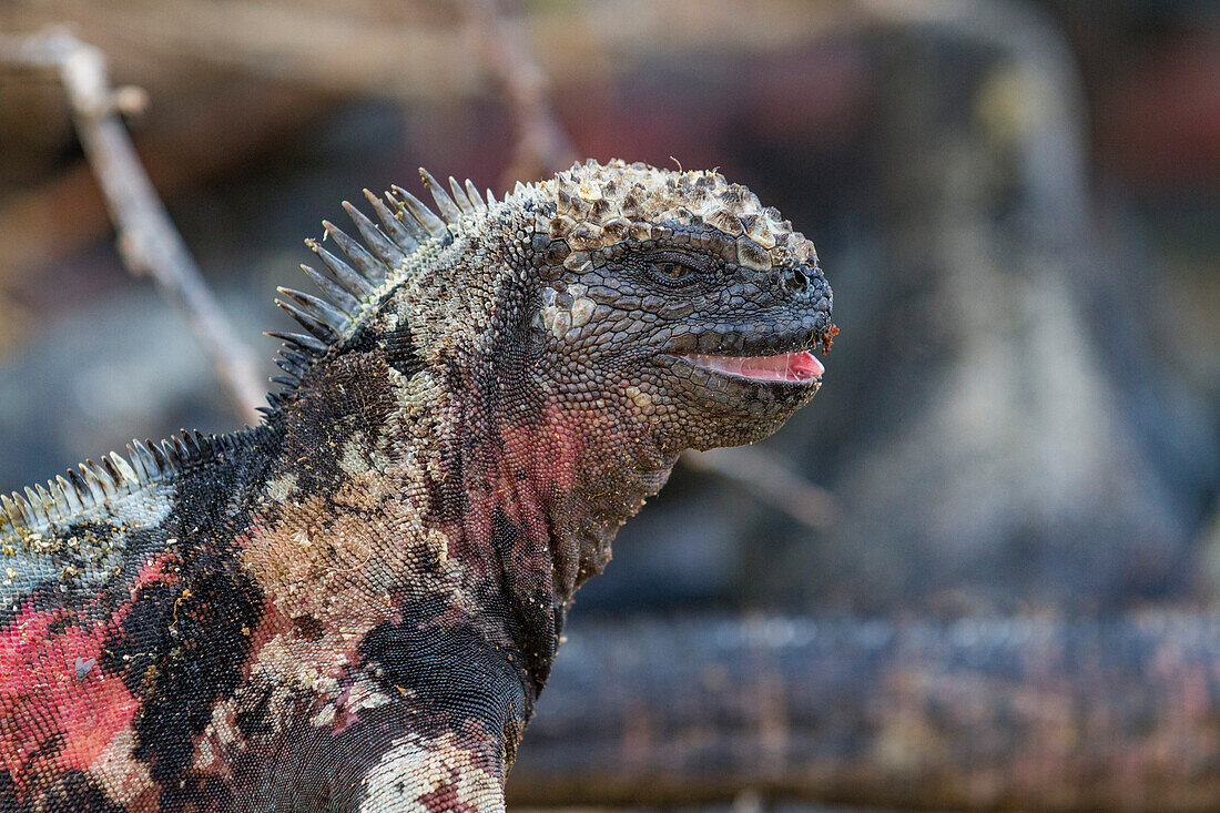 Der endemische Galapagos-Meeresleguan (Amblyrhynchus cristatus) auf der Insel Espanola auf den Galapagos-Inseln,UNESCO-Weltnaturerbe,Ecuador,Südamerika