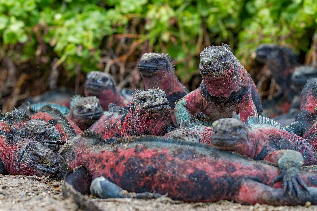 The endemic Galapagos marine iguana (Amblyrhynchus cristatus) on Espanola Island in the Galapagos Islands, UNESCO World Heritage Site, Ecuador, South America