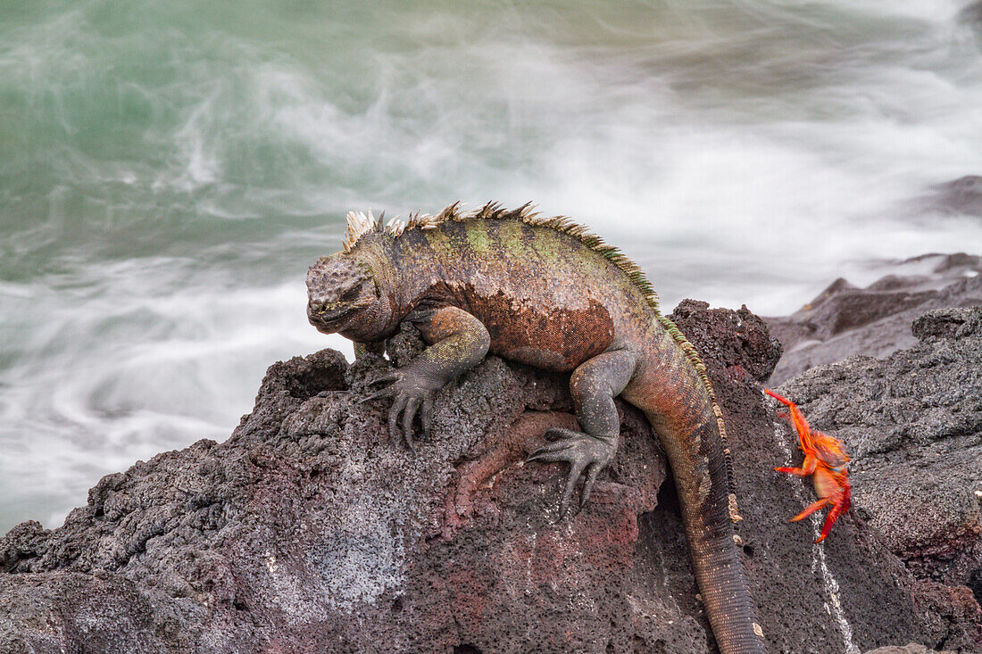 Der endemische Galapagos-Meeresleguan (Amblyrhynchus cristatus) im Galapagos-Inselarchipel,UNESCO-Weltnaturerbe,Ecuador,Südamerika