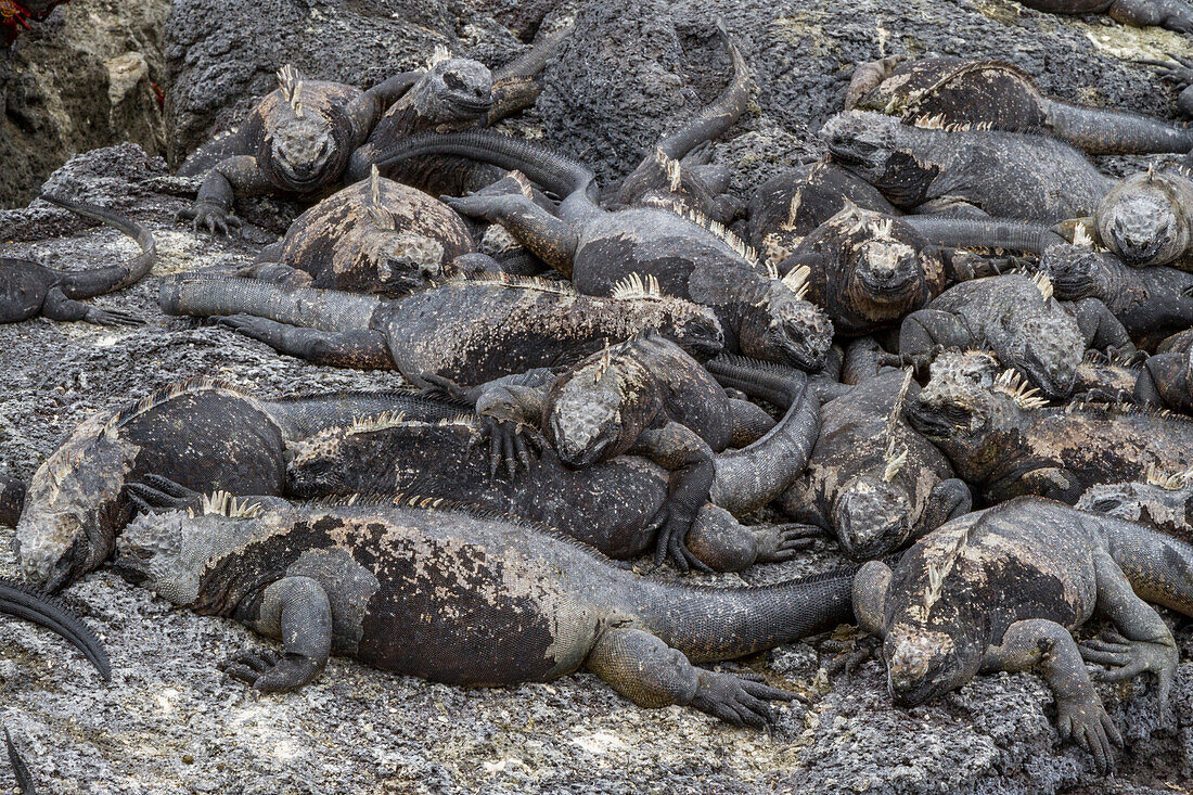 Der endemische Galapagos-Meeresleguan (Amblyrhynchus cristatus) im Galapagos-Inselarchipel,UNESCO-Weltnaturerbe,Ecuador,Südamerika