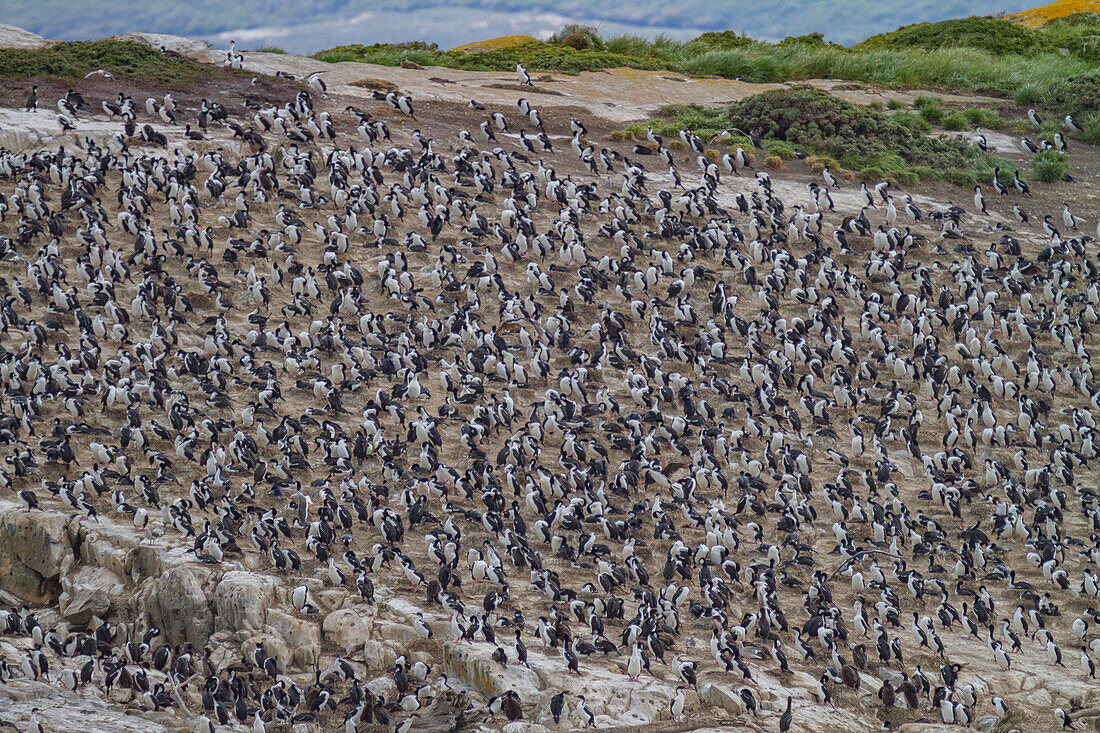 Imperial Shags (Phalacrocorax (atriceps) atriceps) at breeding colony on small islets off the city of Ushuaia, Argentina, South America