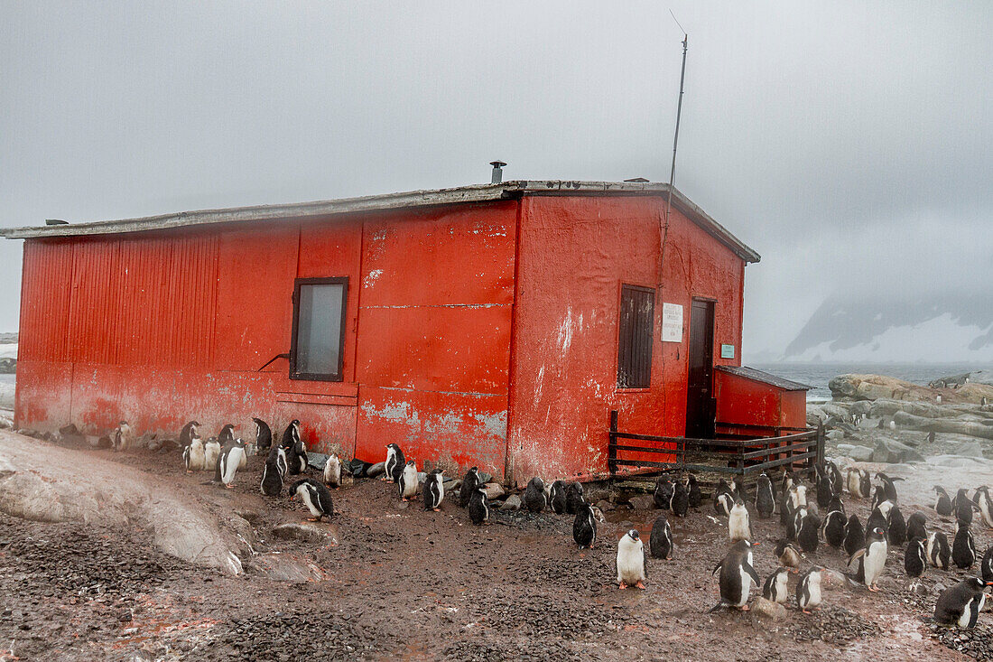 Eselspinguin (Pygoscelis papua) Brutkolonie,außerhalb der Schutzhütte,auf der Petermann Insel,Antarktis,Südlicher Ozean,Polargebiete