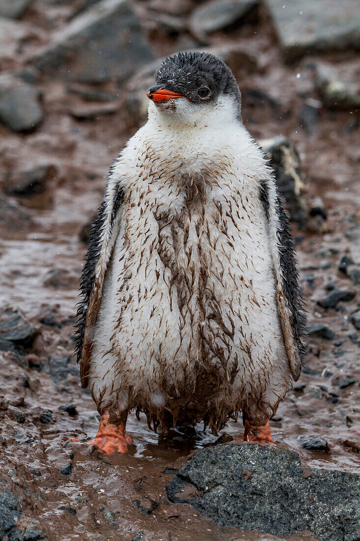 Eselspinguinküken (Pygoscelis papua) am Jougla Point,Wiencke Insel,Antarktis,Südlicher Ozean,Polargebiete