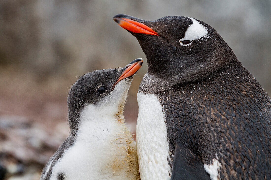 Eselspinguin (Pygoscelis papua) adult mit Küken auf Cuverville Island,Antarktis,Südlicher Ozean,Polargebiete