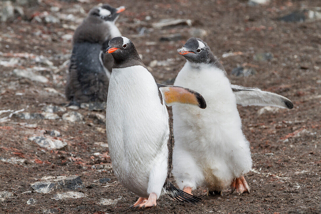 Gentoo penguin (Pygoscelis papua) chick chasing adult for food at Hannah Point on Livingston Island, Antarctica, Polar Regions