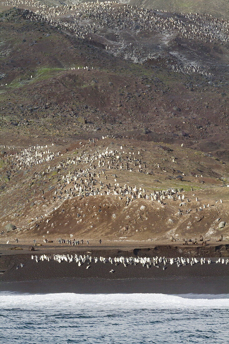 Zügelpinguin (Pygoscelis antarctica) Brutkolonie am Baily Head auf Deception Island,Antarktis,Südlicher Ozean,Polargebiete