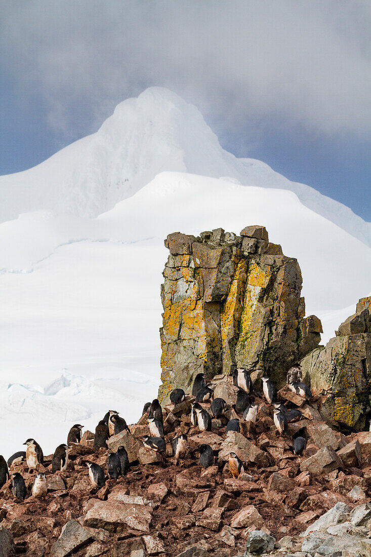 Chinstrap penguin (Pygoscelis antarctica) breeding and molting at Half Moon Island, Antarctica, Southern Ocean, Polar Regions