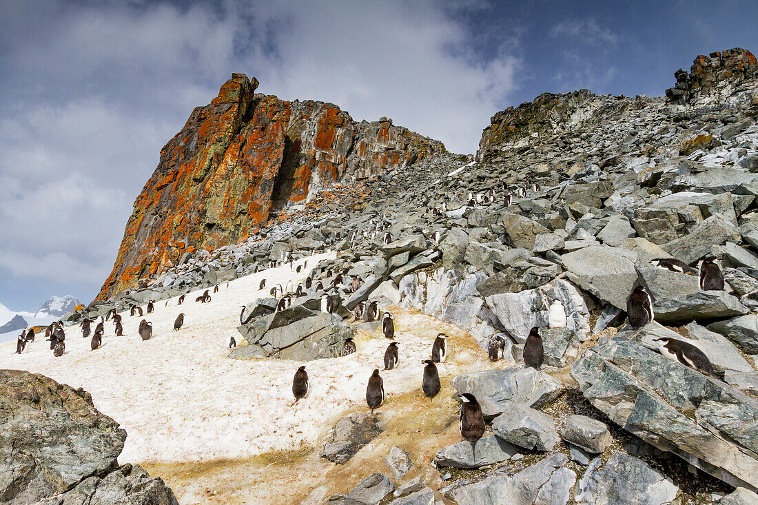 Chinstrap penguin (Pygoscelis antarctica) breeding and molting at Half Moon Island, Antarctica, Southern Ocean, Polar Regions