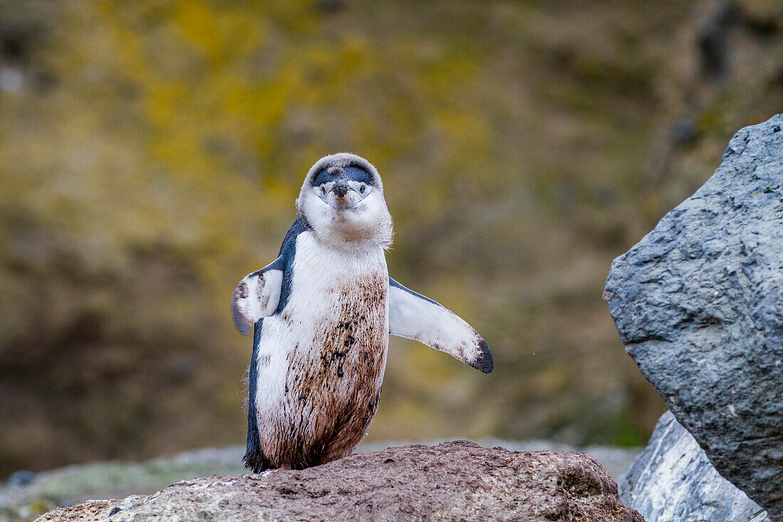 Zügelpinguin (Pygoscelis antarctica) bei der Mauser am Baily Head auf Deception Island,Antarktis,Südlicher Ozean,Polargebiete