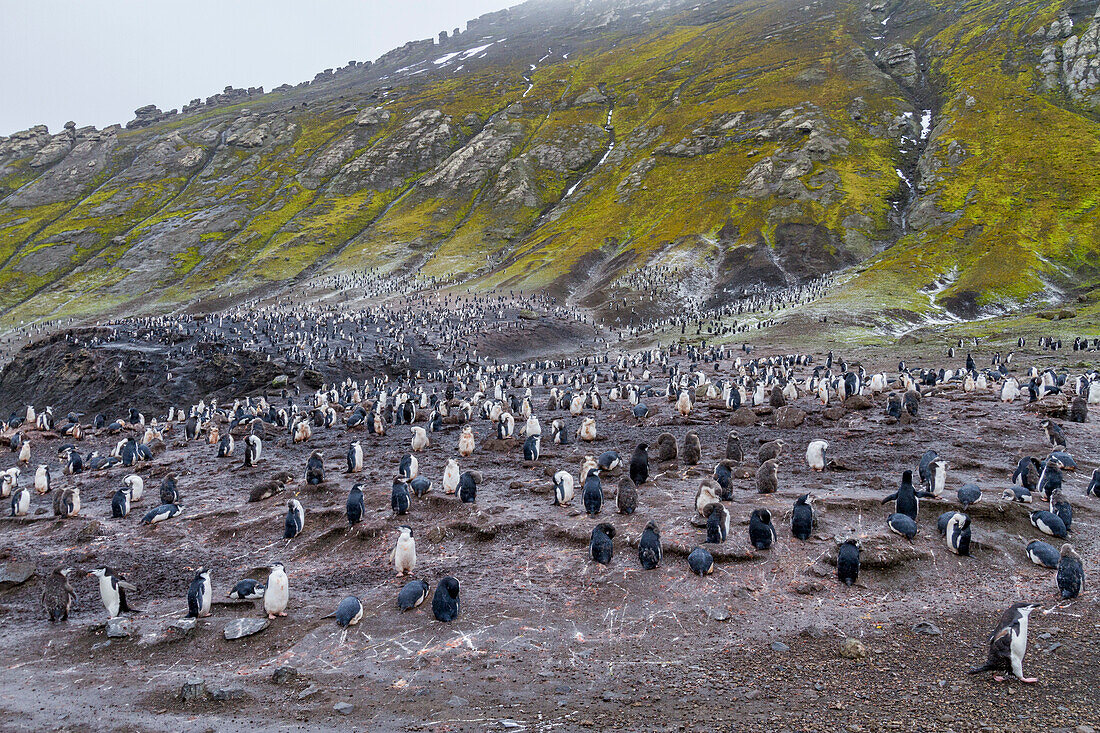 Zügelpinguin (Pygoscelis antarctica) Brutkolonie am Baily Head auf Deception Island,Antarktis,Südlicher Ozean,Polargebiete