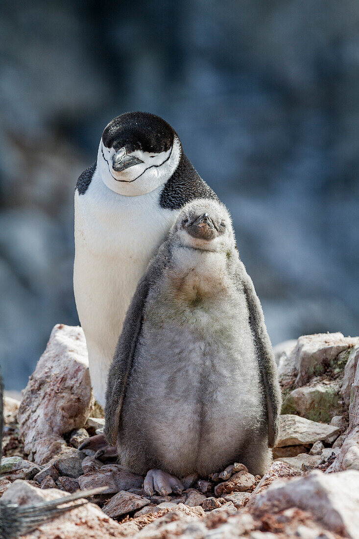 Chinstrap penguin (Pygoscelis antarctica) breeding colony at Baily Head on Deception Island, Antarctica, Southern Ocean, Polar Regions