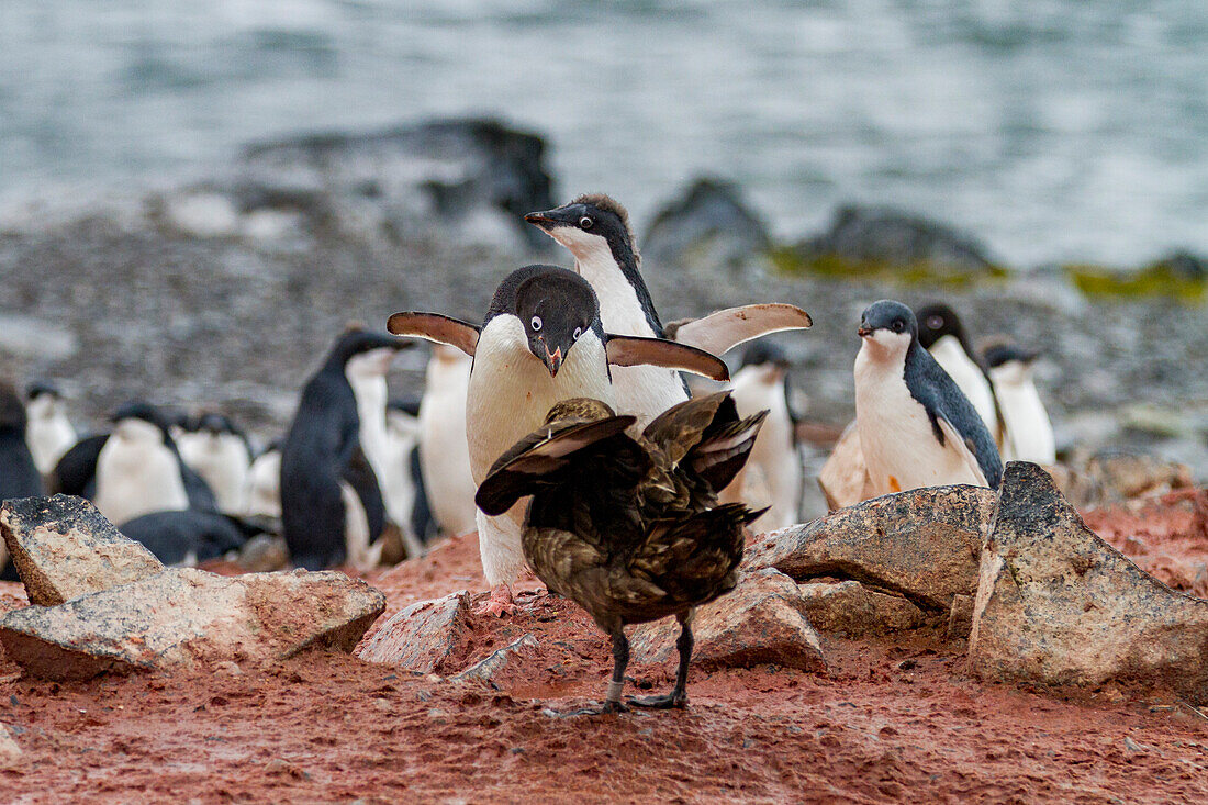 Adeliepinguin (Pygoscelis adeliae),erwachsen,verteidigt ein Küken gegen eine Skua auf der Torgersen-Insel,Antarktis,Polargebiete