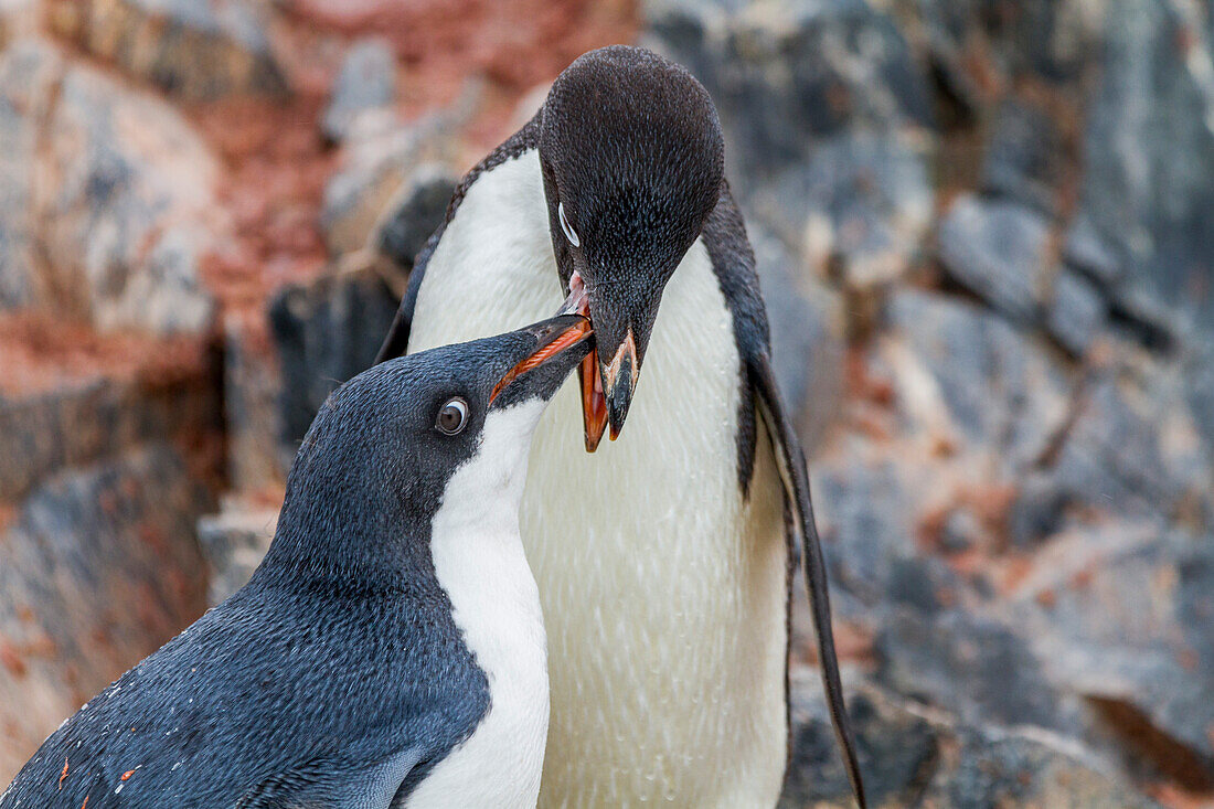 Adeliepinguin (Pygoscelis adeliae) bei der Fütterung eines Kükens in der Brutkolonie bei Brown Bluff,Antarktis,Polargebiete