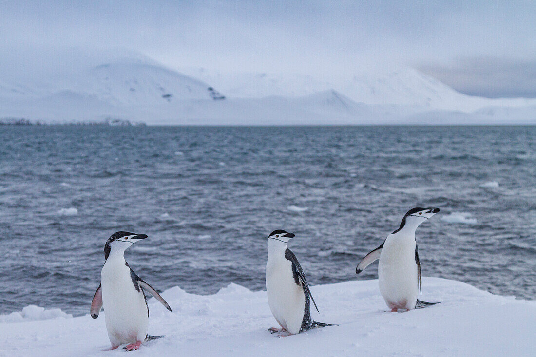 Zügelpinguine (Pygoscelis antarctica) an Land auf Useful Island,Antarktis,Polargebiete