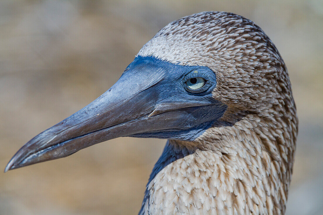 Erwachsener Blaufußtölpel (Sula nebouxii) im Galapagos-Inselarchipel,UNESCO-Welterbe,Ecuador,Südamerika