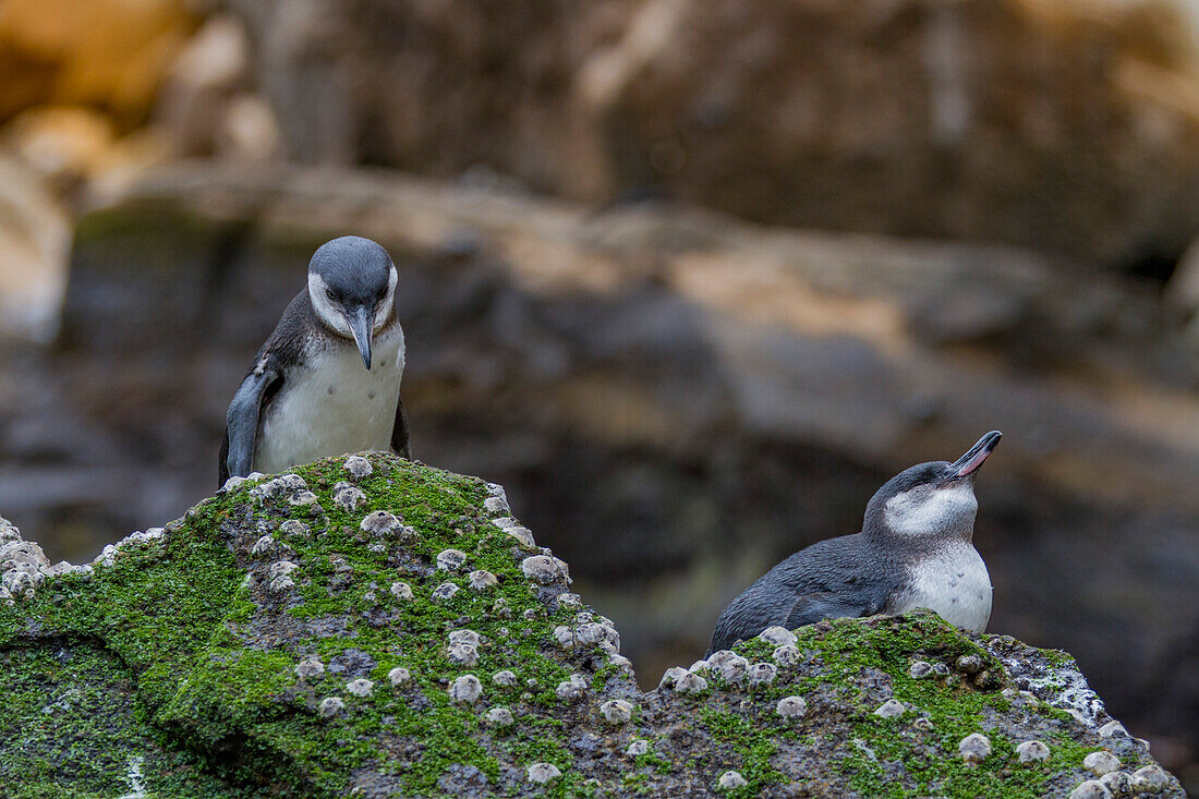 Galapagos penguin (Spheniscus mendiculus) hauled out on Isabela Island in the Galapagos Island Archipelago, UNESCO World Heritage Site, Ecuador, South America