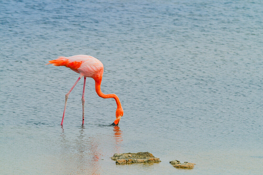 Greater flamingo (Phoenicopterus ruber) foraging for small pink shrimp (Artemia salina) in saltwater lagoon near Cerro Dragon on Espanola Island in the Galapagos Island Archipelago, UNESCO World Heritage Site, Ecuador, South America