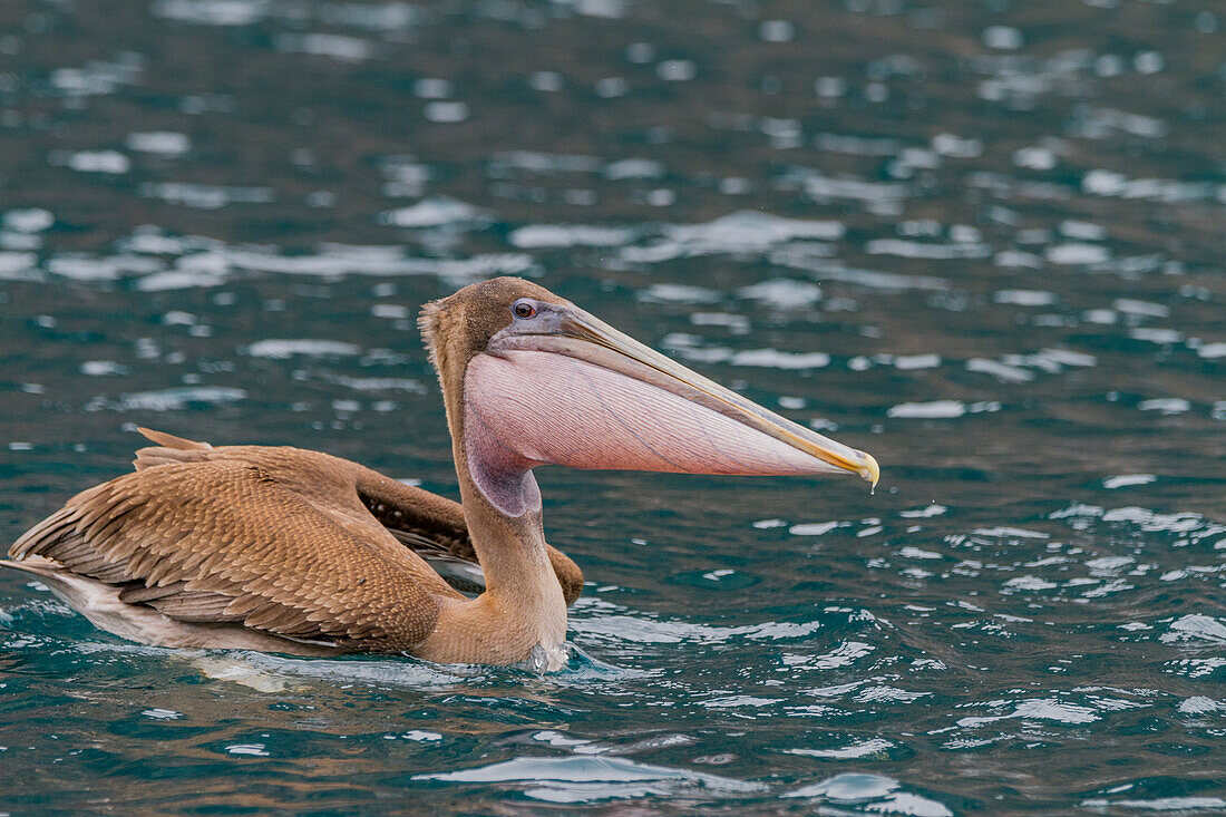 Junger Galapagos-Braunpelikan (Pelecanus occidentalis urinator),kleinste Pelikanart der Welt,bei der Nahrungsaufnahme im Galapagos-Inselarchipel,UNESCO-Welterbe,Ecuador,Südamerika