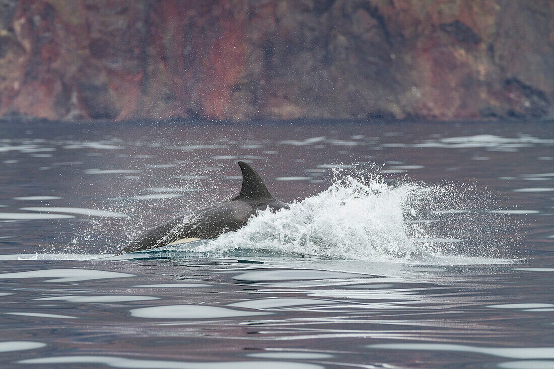 A small pod of killer whales (Orcinus orca) off the west coast of Isabela Island in the Galapagos Island Archipelago, UNESCO World Heritage Site, Ecuador, South America