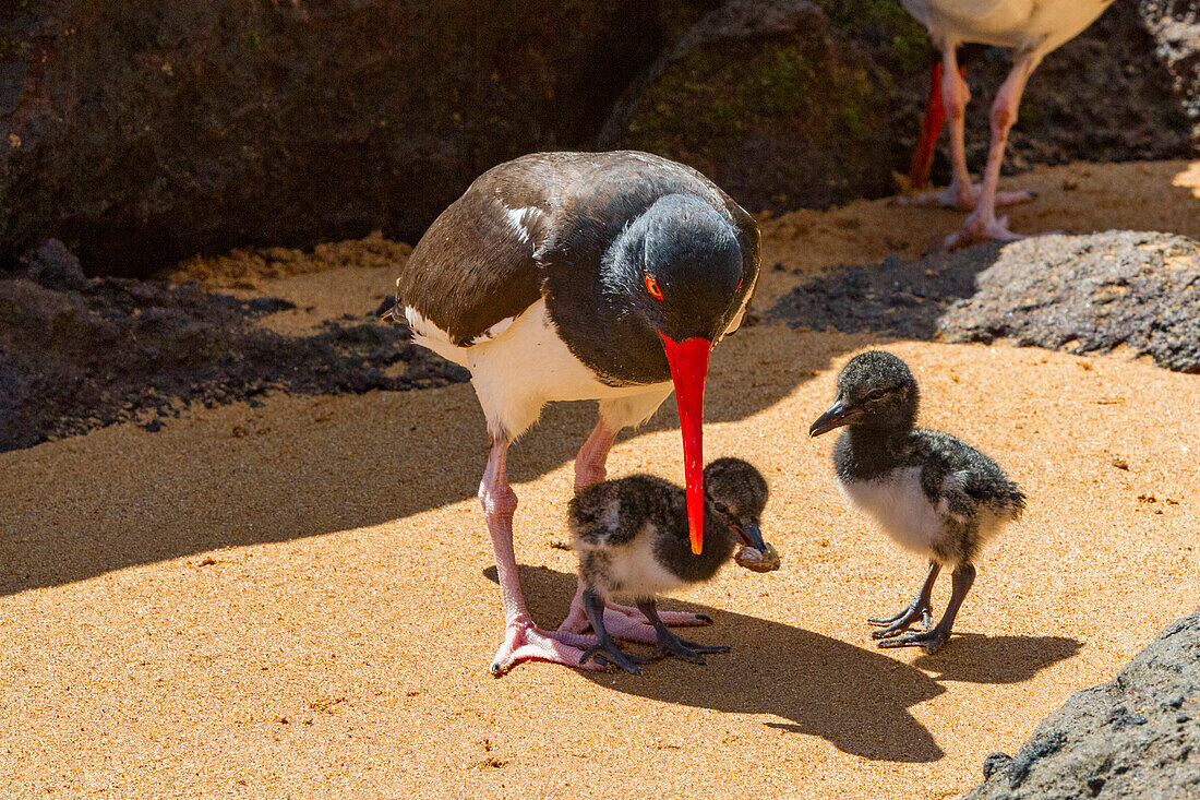 Adult American oystercatcher (Haematopus palliatus galapagensis) feeding chick along the shoreline on Bartolome Island in the Galapagos Island Group, UNESCO World Heritage Site, Ecuador, South America