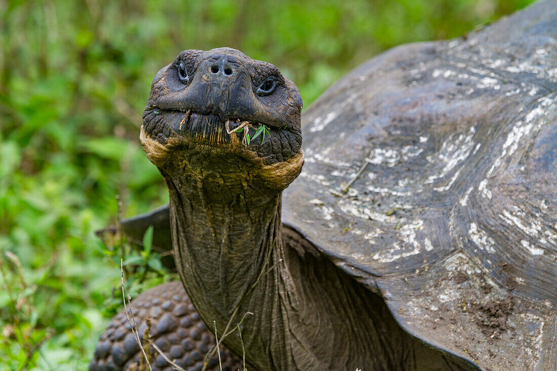 Wild Galapagos giant tortoise (Geochelone elephantopus) feeding on the upslope grasslands of Santa Cruz Island, Galapagos, UNESCO World Heritage Site, Ecuador, South America