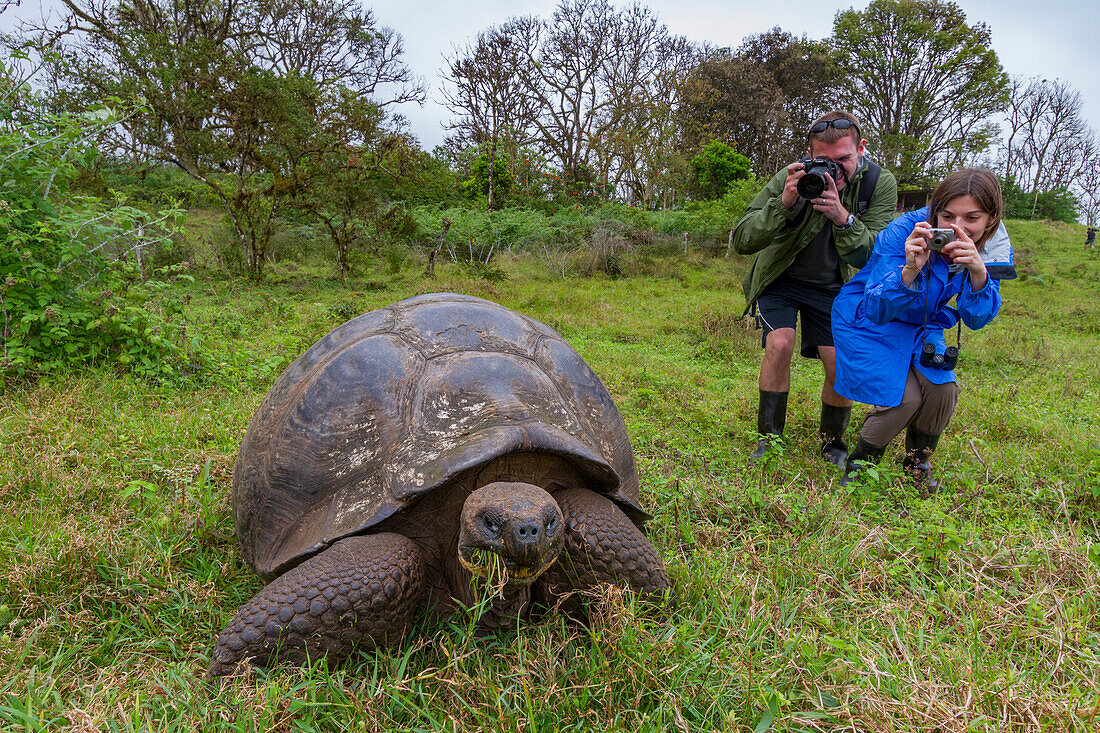 Tourists photographing a wild Galapagos giant tortoise (Geochelone elephantopus) feeding on the upslope grasslands of Santa Cruz Island, Galapagos, UNESCO World Heritage Site, Ecuador, South America