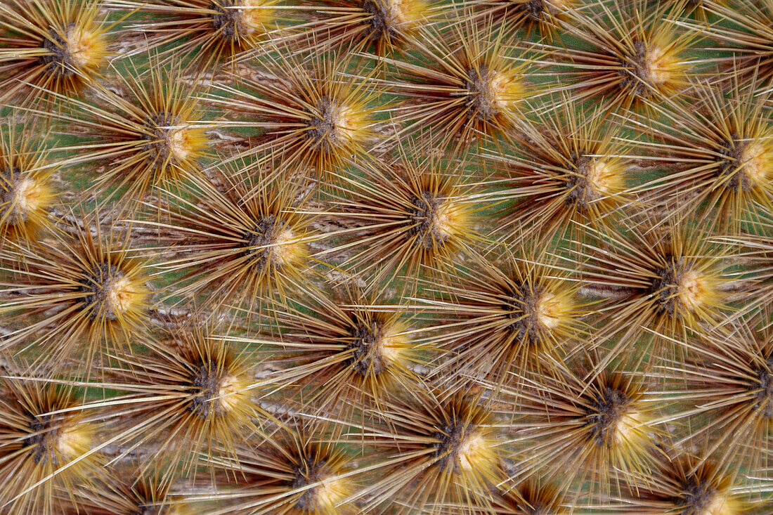 The endemic Opuntia cactus (Opuntia echios) cactus growing in the Galapagos Island Archipelago, UNESCO World Heritage Site, Ecuador, South America