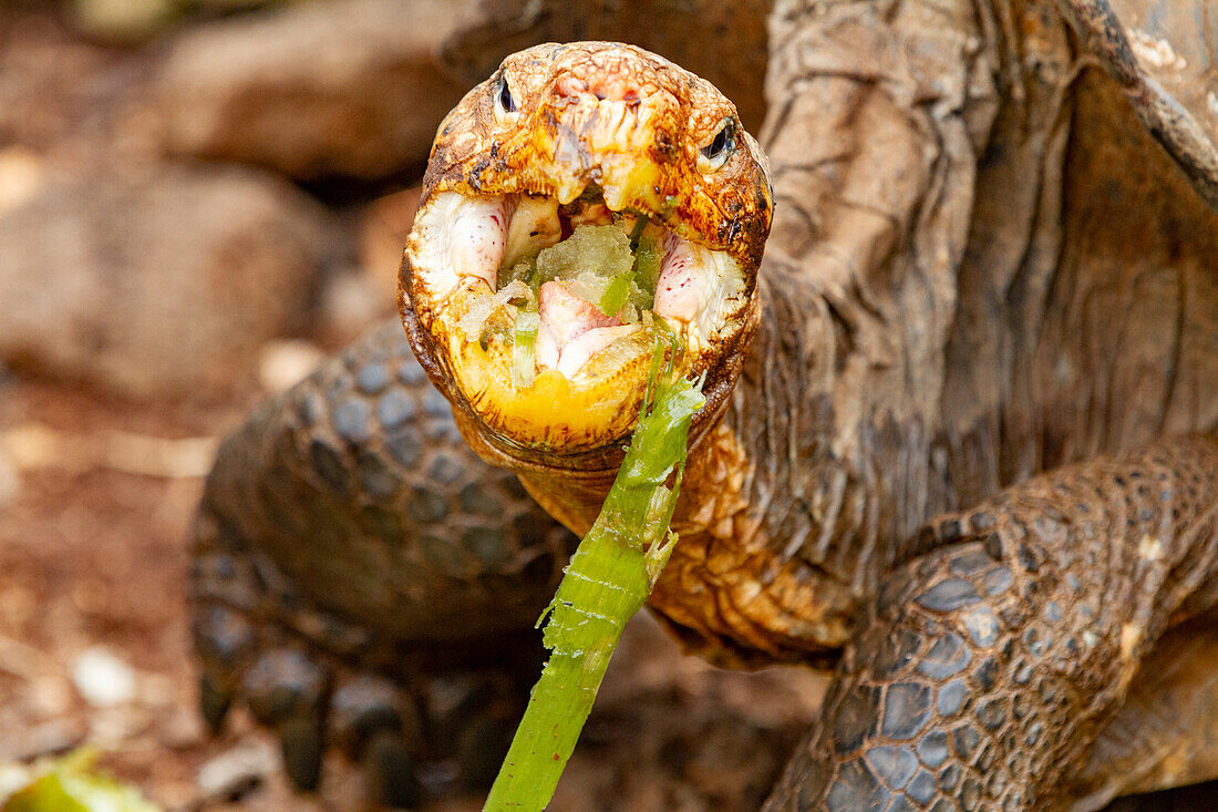 Captive Galapagos giant tortoise (Geochelone elephantopus) at the Charles Darwin Research Station, Galapagos, UNESCO World Heritage Site, Ecuador, South America