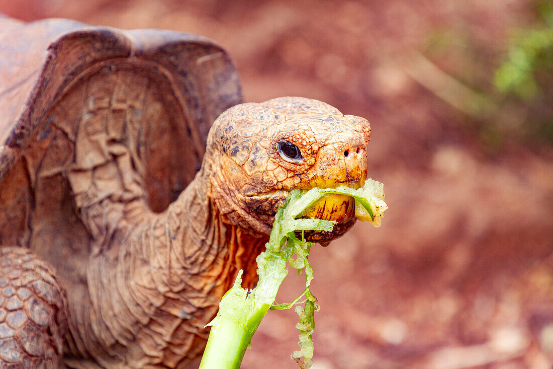 Captive Galapagos giant tortoise (Geochelone elephantopus) at the Charles Darwin Research Station, Galapagos, UNESCO World Heritage Site, Ecuador, South America