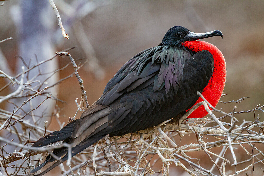 Male great frigatebird (Fregata minor) in breeding plumage in the Galapagos Island Archipelago, UNESCO World Heritage Site, Ecuador, South America