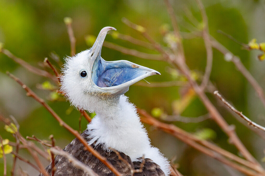 Great frigatebird (Fregata minor) chick in the nest in the Galapagos Island Archipelago, UNESCO World Heritage Site, Ecuador, South America