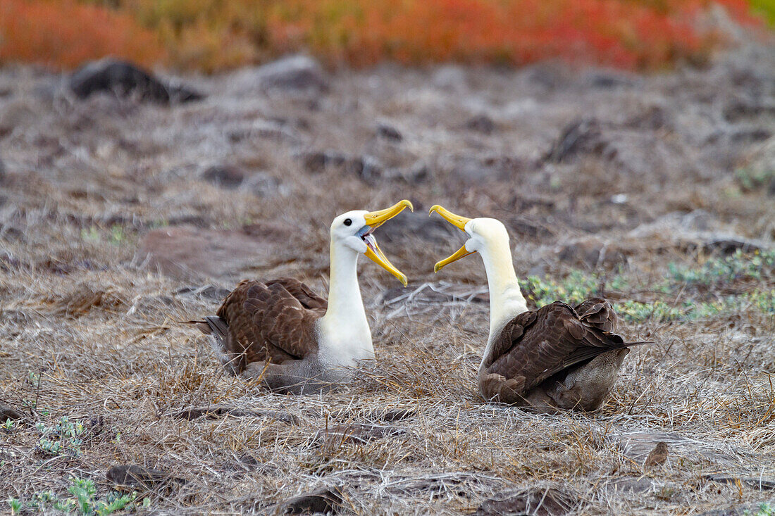 Ausgewachsene Wellenalbatrosse (Diomedea irrorata) in der Brutkolonie auf der Insel Espanola auf den Galapagos-Inseln,UNESCO-Welterbe,Ecuador,Südamerika