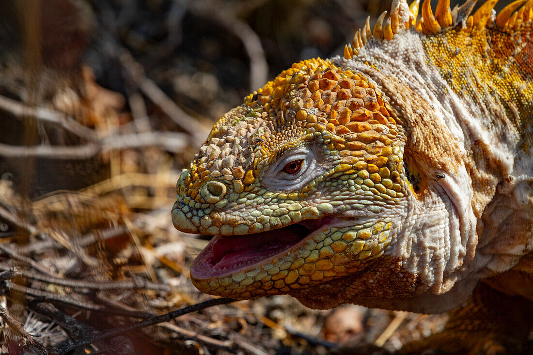 The very colorful Galapagos land iguana (Conolophus subcristatus) in the Galapagos Island Archipelago, UNESCO World Heritage Site, Ecuador, South America