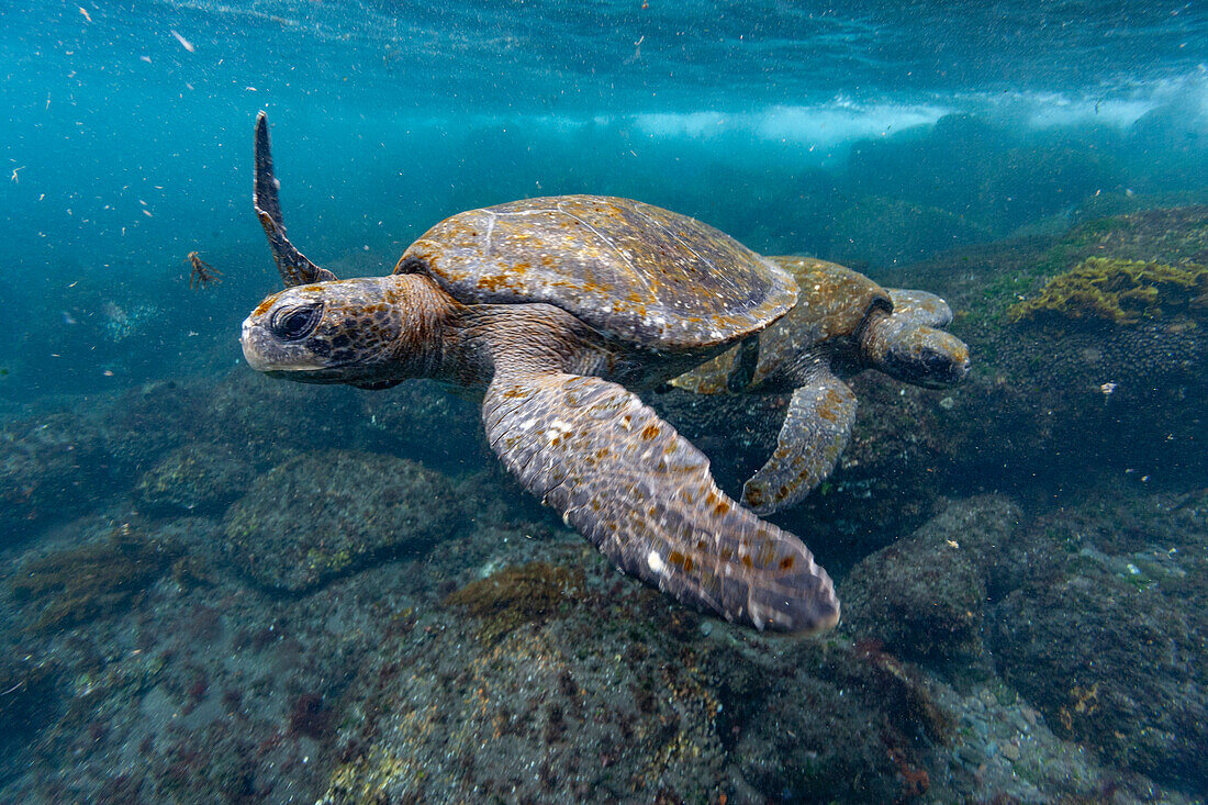 Erwachsene Grüne Meeresschildkröten (Chelonia mydas agassizii) unter Wasser vor der Westseite von Isabela,Galapagos-Inseln,UNESCO-Weltnaturerbe,Ecuador,Südamerika