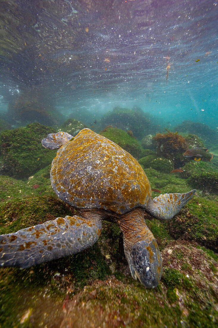 Erwachsene Grüne Meeresschildkröte (Chelonia mydas agassizii) unter Wasser vor der Westseite von Isabela,Galapagos-Inseln,UNESCO-Welterbe,Ecuador,Südamerika